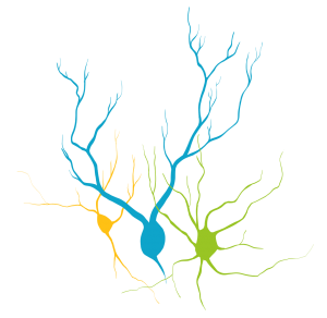 neuronas