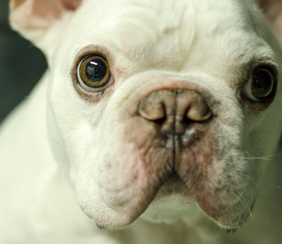 bulldog-redneuro